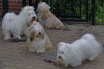 Macho, Dolly Dot, Romy en Bootz 
